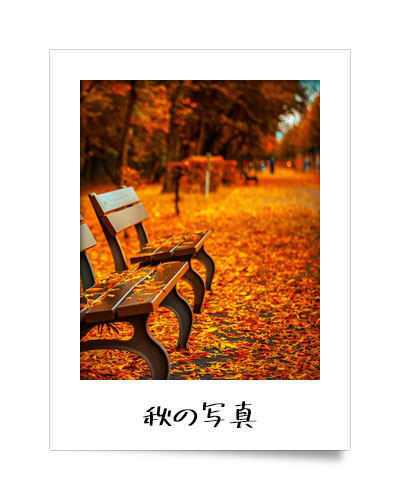 秋の写真