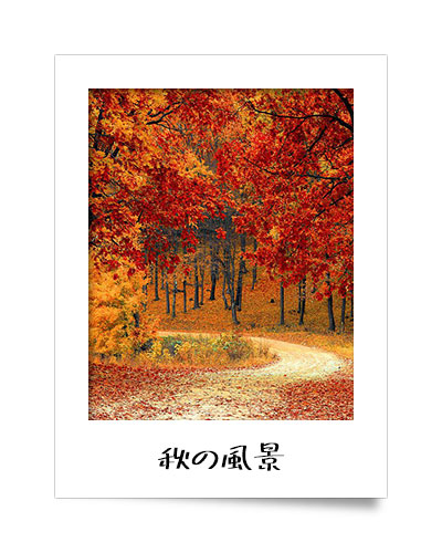 秋の写真