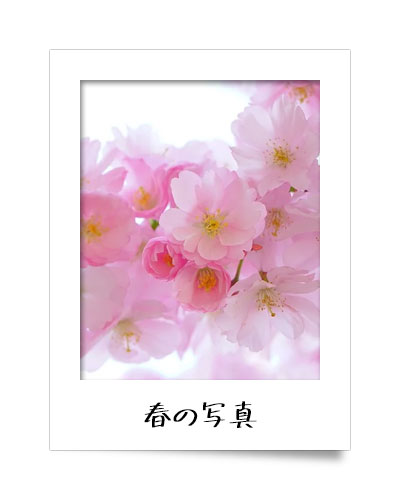 春の写真
