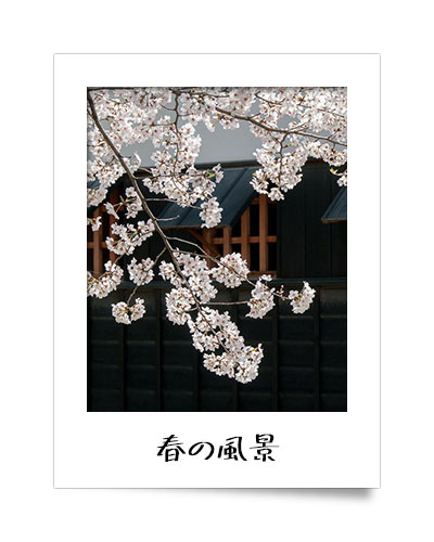 春の写真