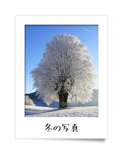 冬の写真